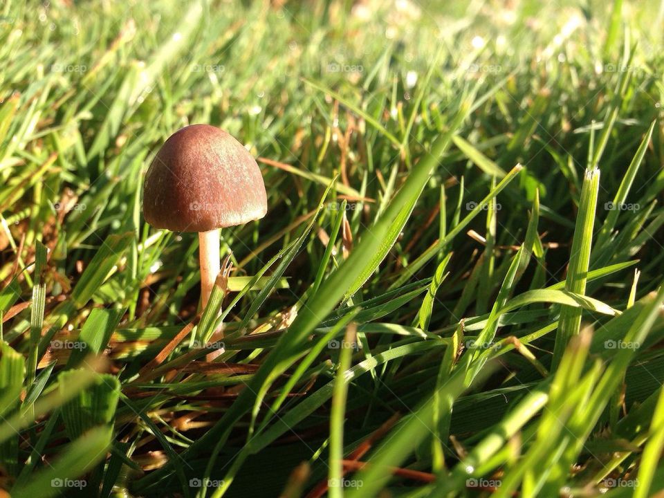 little mushroom