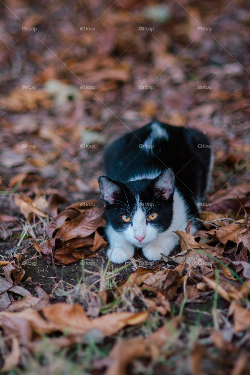 Black and White Short Hair Cat Crouching in Leaves on the Ground 