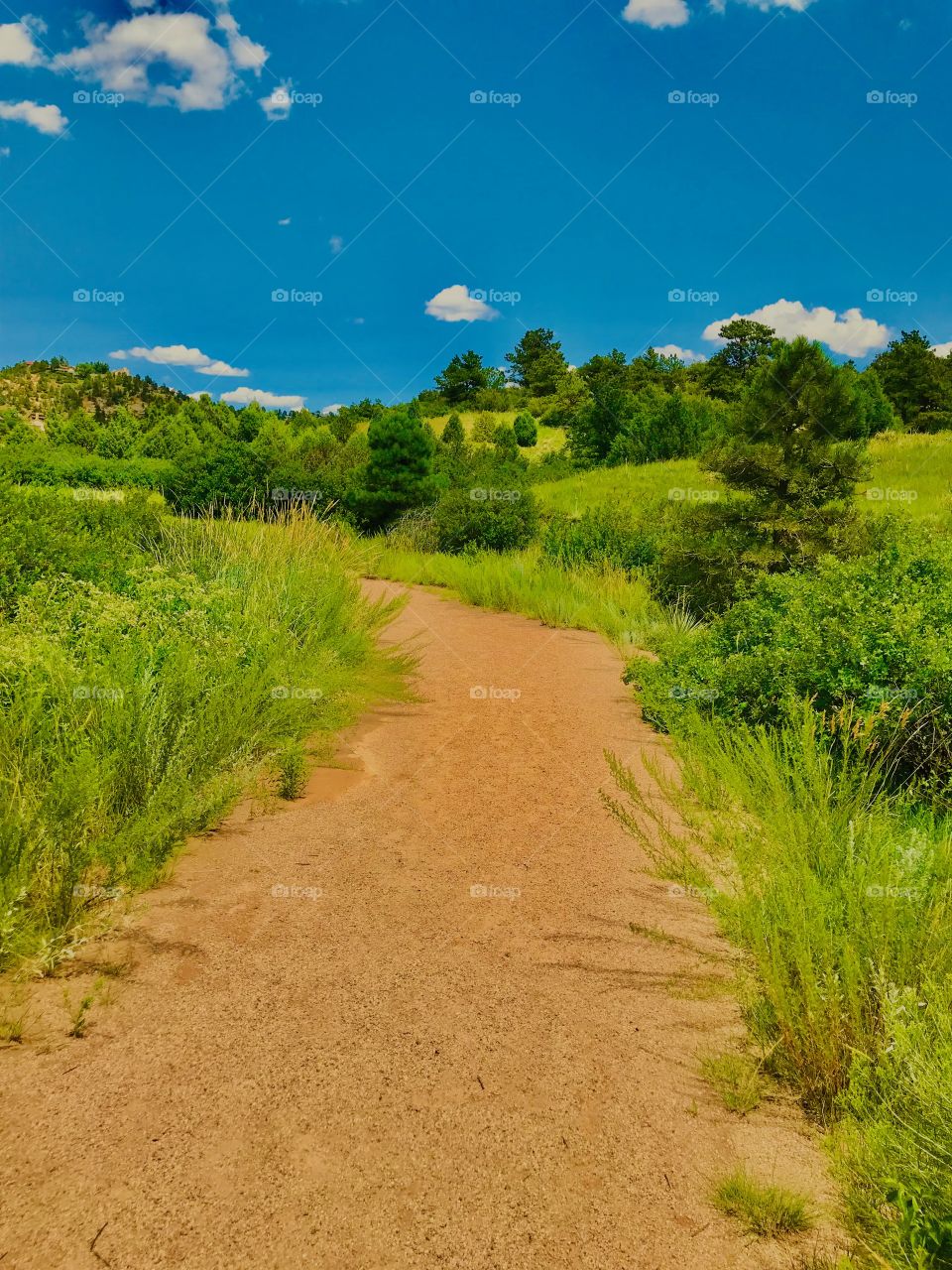 Hike through Austin Bluffs Open Space in Colorado Springs on a beautiful summer day. A great place for biking, hiking and dog walking