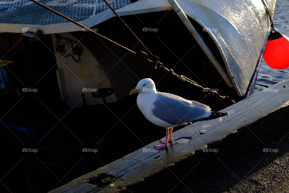 Seagull On The Pier, Seagull In Scotland, Morning Light, Scotland’s Piers, By The Water, Animal Photography, Bird Photo, Seagull By The Water 