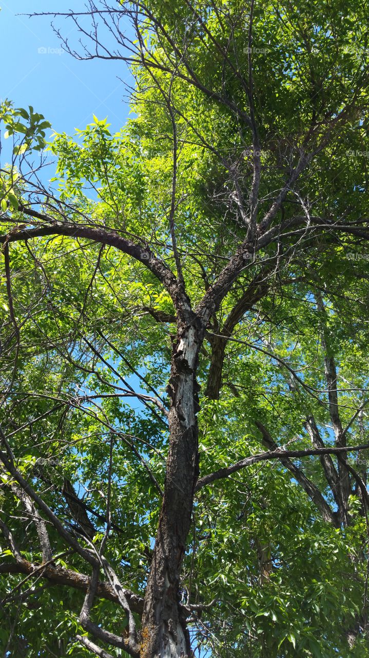 dying tree and some leaves