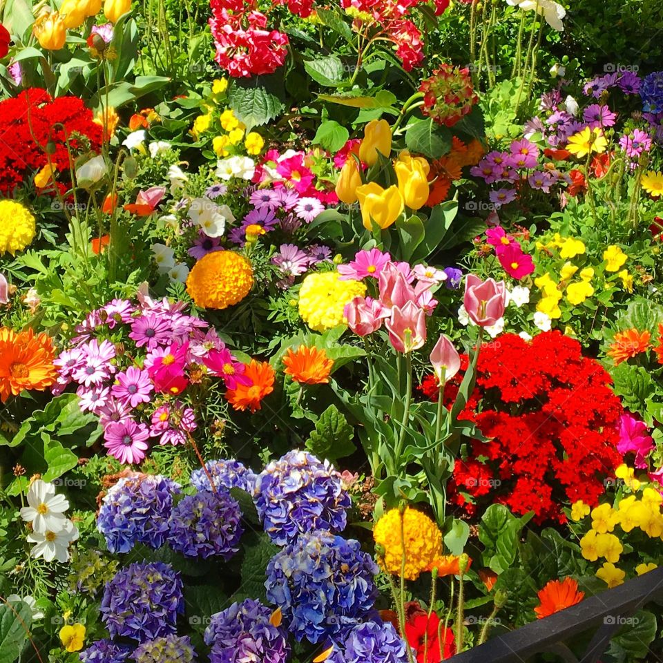 Mixed flowers in different colors