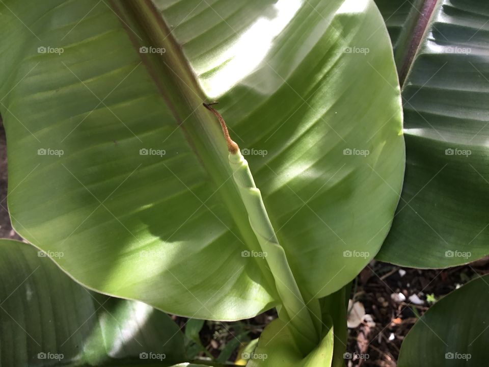 Unfurled banana leaf