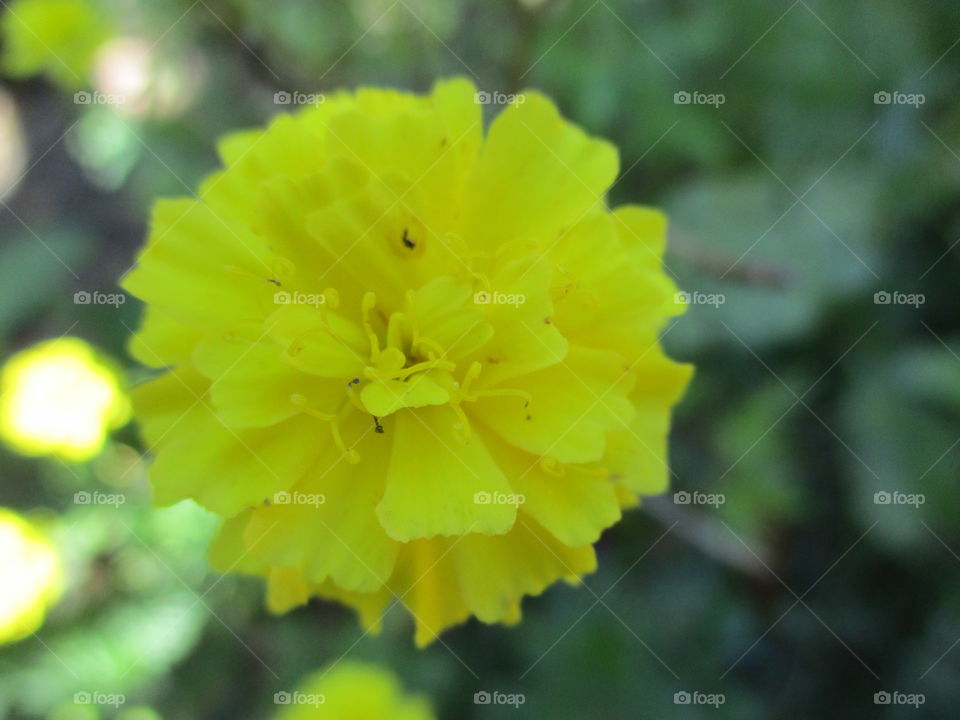 yellow flower