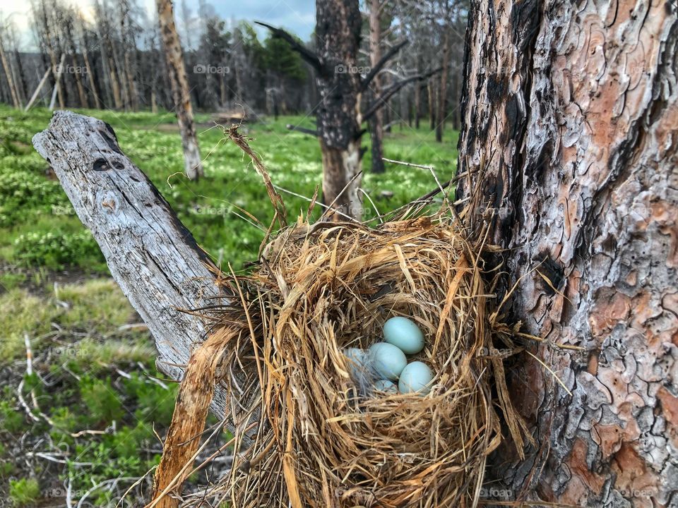 Robin’s nest in tree