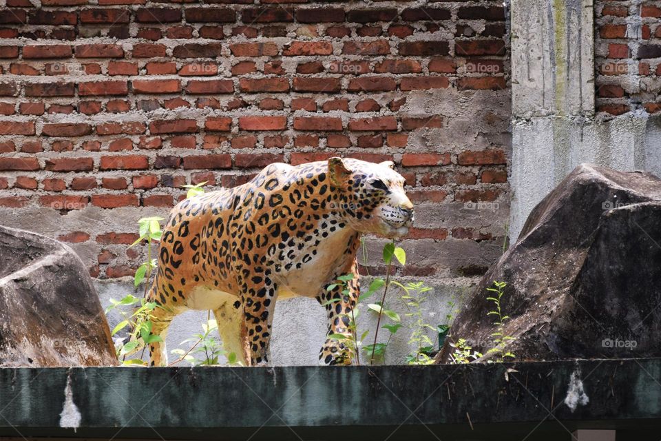 wild animal cheetah standing with hungry