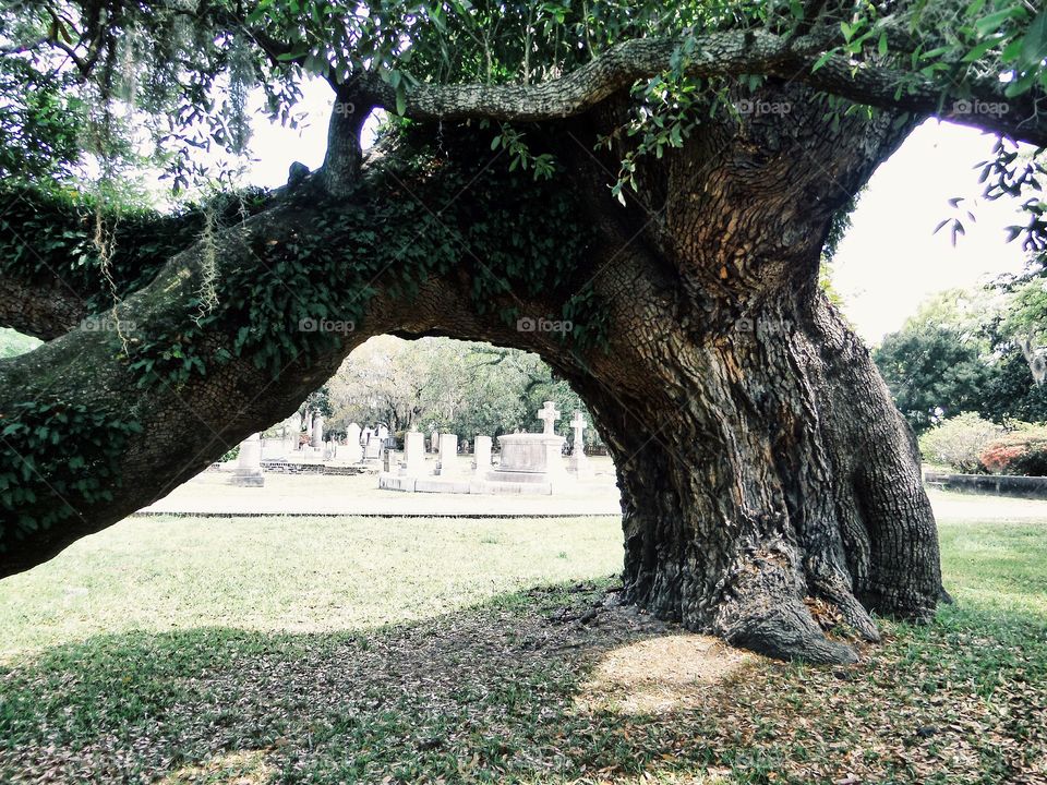 Oak Tree in Magnolia Cemetery