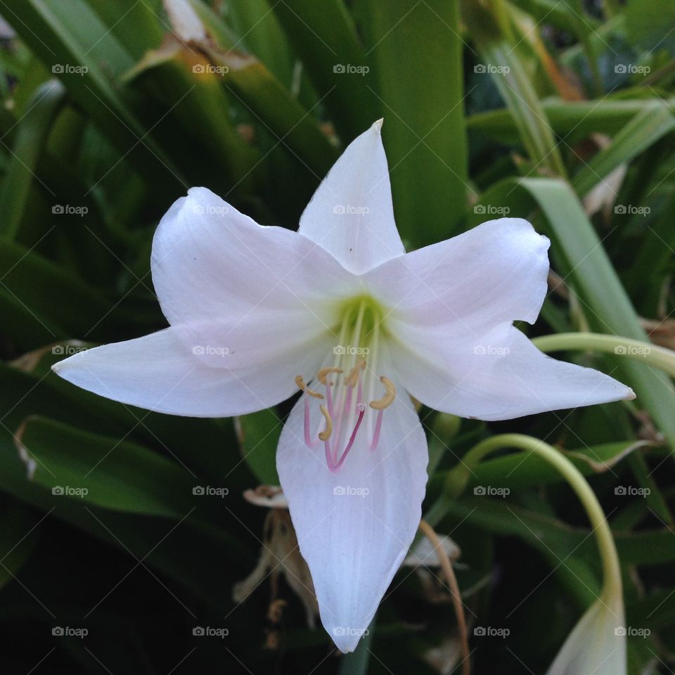 Star of Bethlehem. Crinum lily, shot in Berkeley, CA