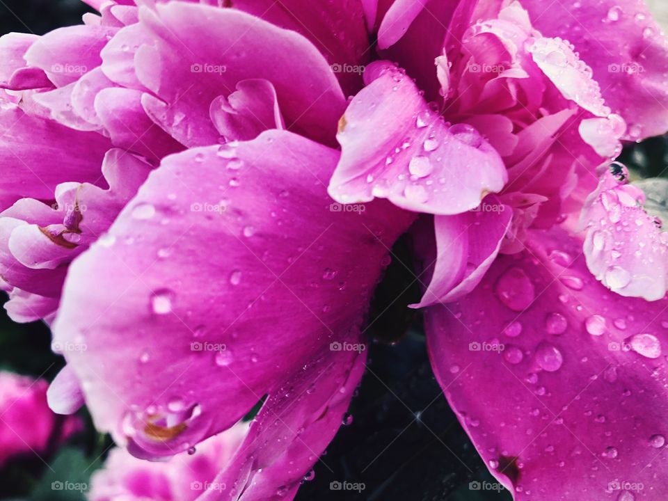 Closeup of beauty flower.Macro photo