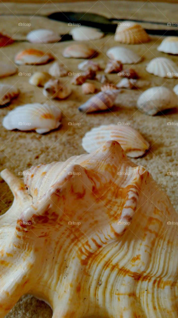 Seashell VII