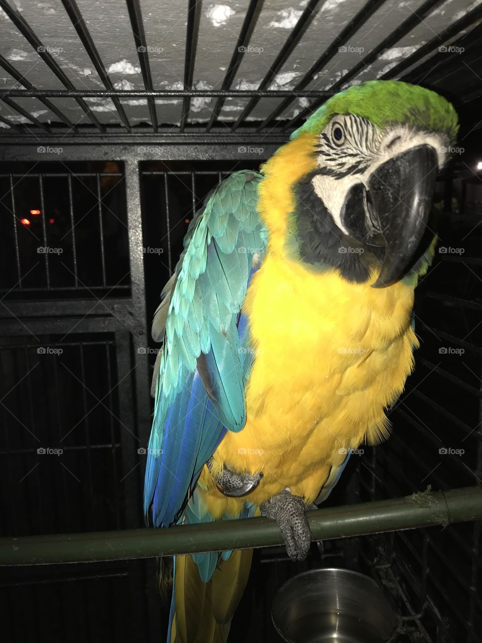 Parrot...Yellow...Green...Blue