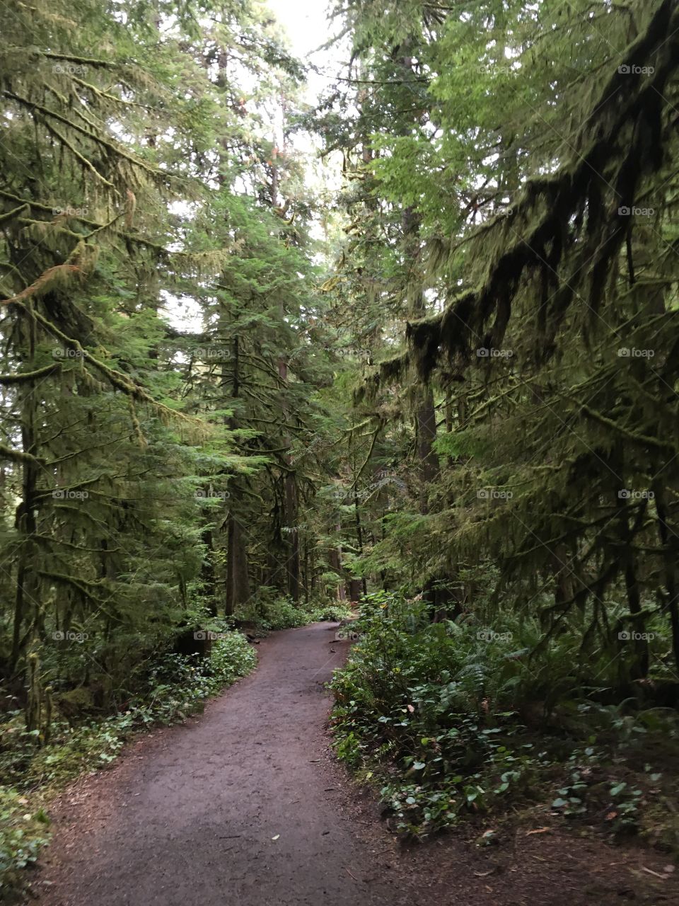 Washington State Forest