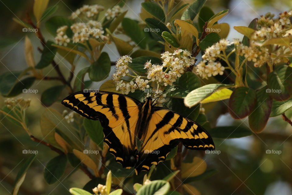 Swallowtail butterfly on side on hiking trail 