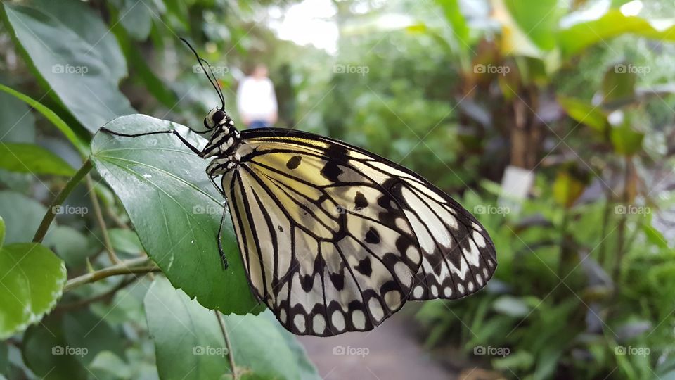 Nature, Butterfly, Insect, Summer, No Person