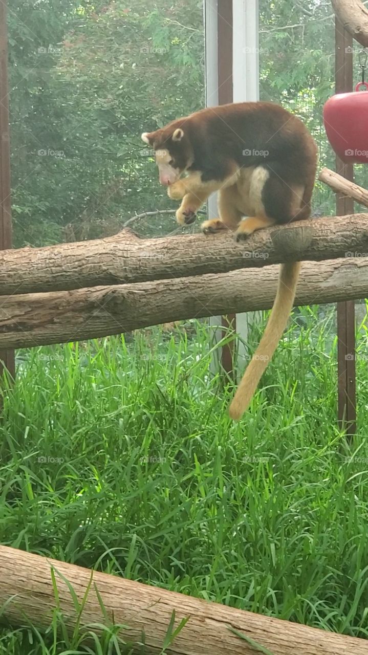 tree kangaroo