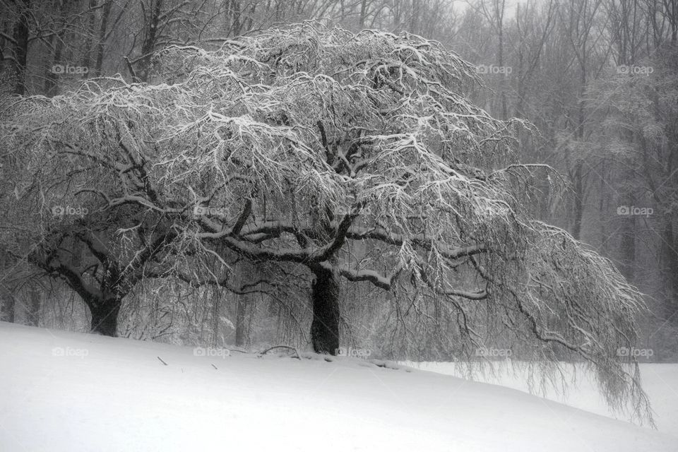Snowy Cherry Tree