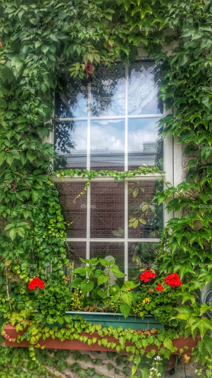 Window Pane. Framed in Green