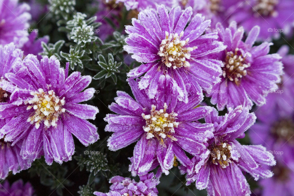 Close-up of frosty flowers