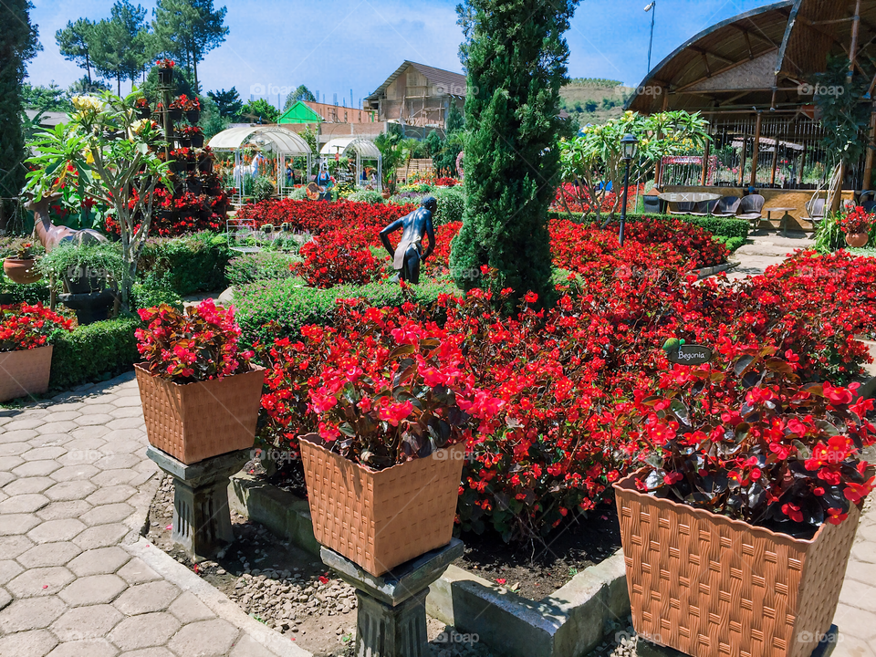 Beautiful flower garden - Kebun Begonia, Lembang, Indonesia