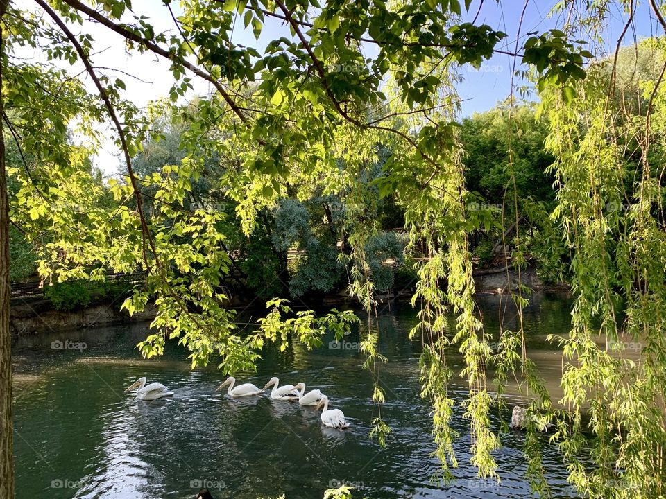 pelicans in the pond