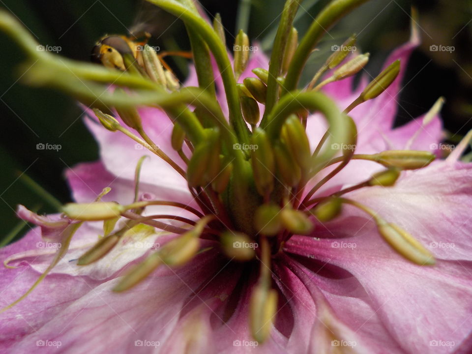 Pretty nigella 