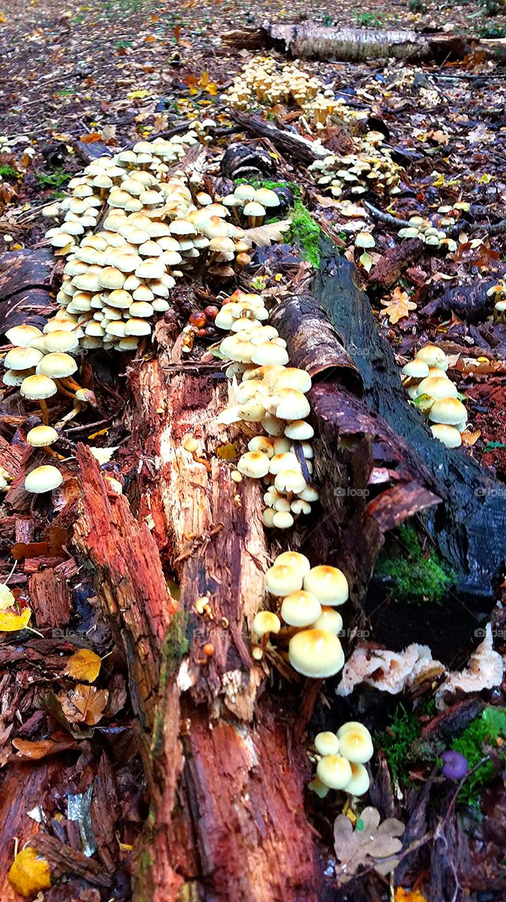 toad stools growing on the forest floor