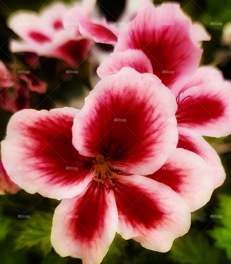 Red flower,flower,red, garden,plant,floral,botany,spring,summer,colorful, landscape,nature,decoration,summer,spring,romance,rose,petal,love