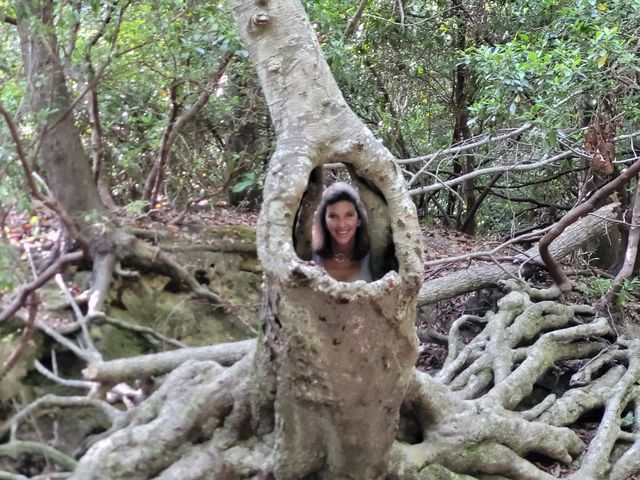 Face in a tree