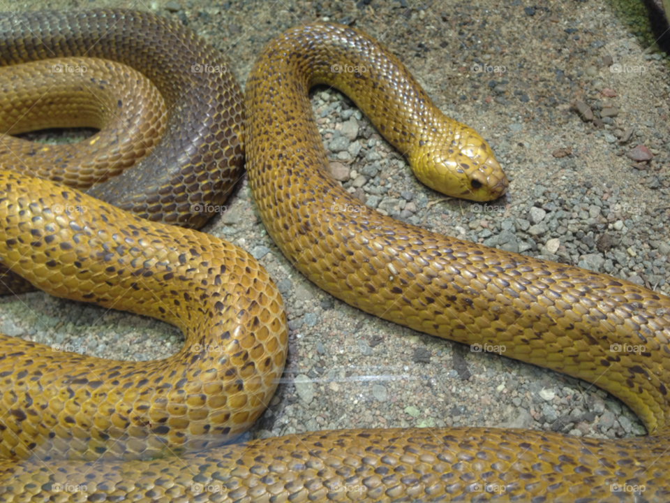 rain forrest south america snake snakes by haq