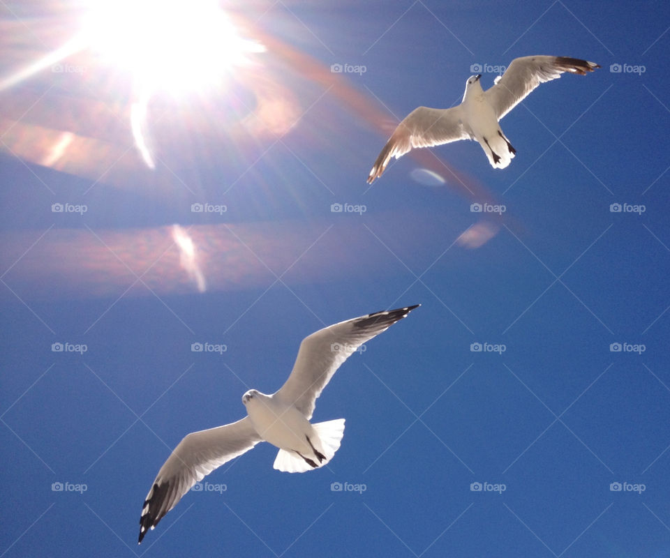 Seagulls in the sunshine