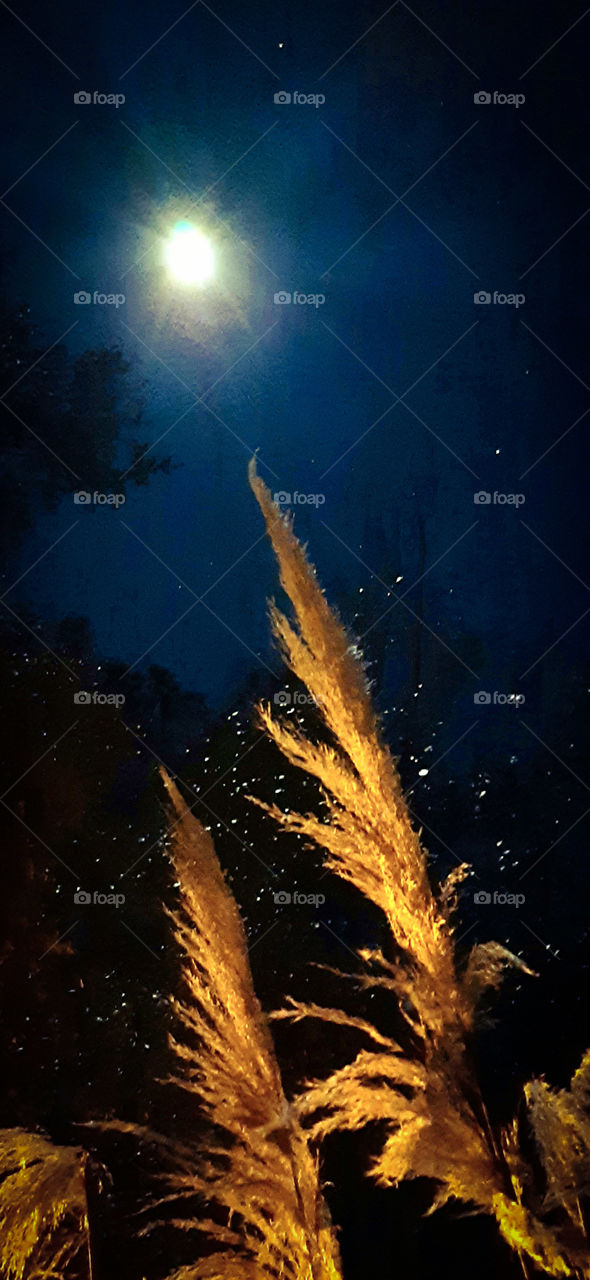 moonlight and street light