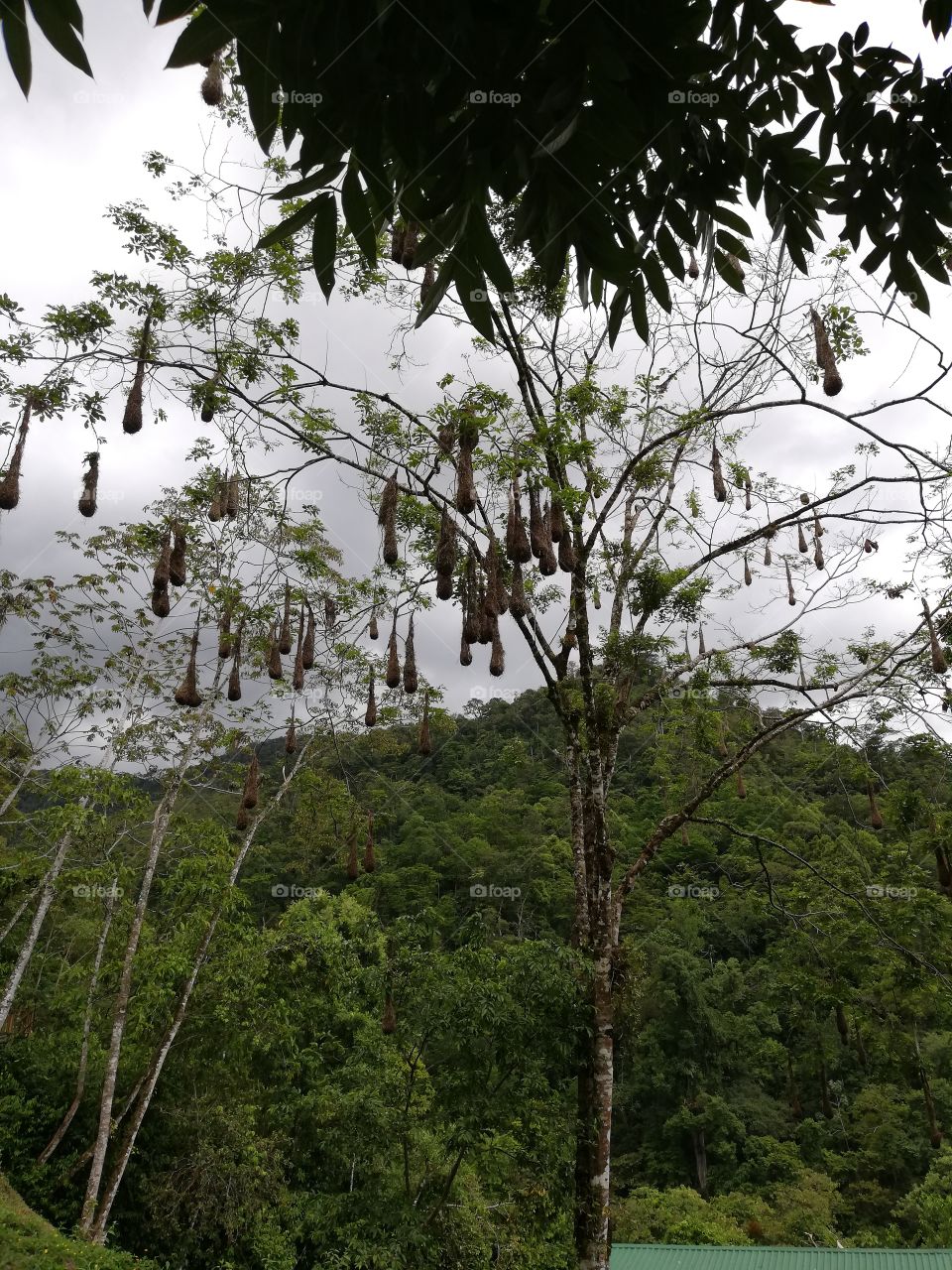 Oropendulas nest, Panacam, Honduras