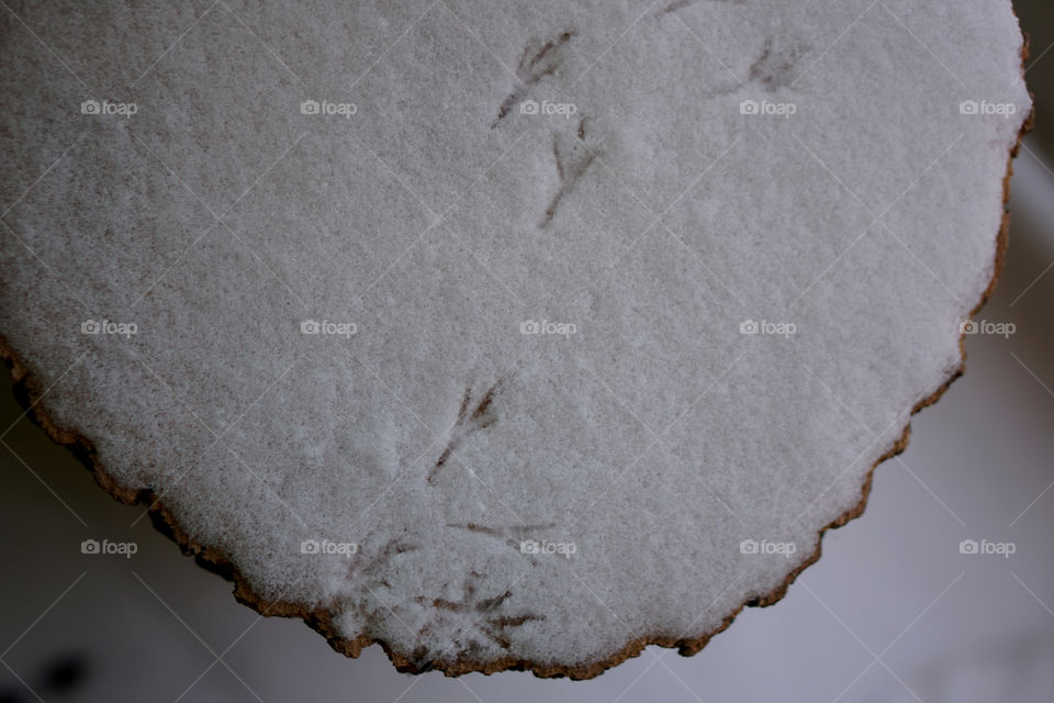 Bird tracks on snow dusted tree stump