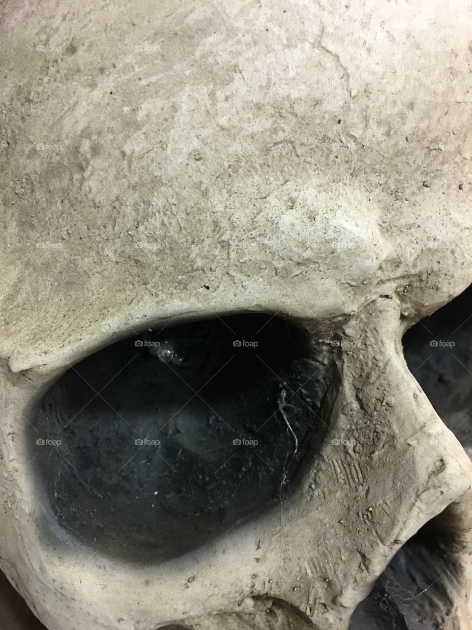 Skull 