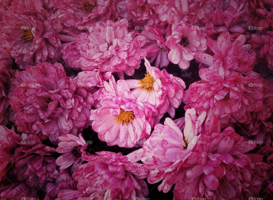 Pink flowers