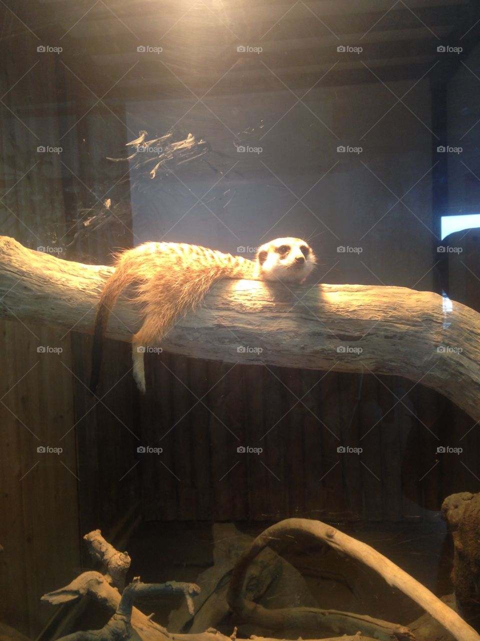 How cute ♡Lazy sloth♡