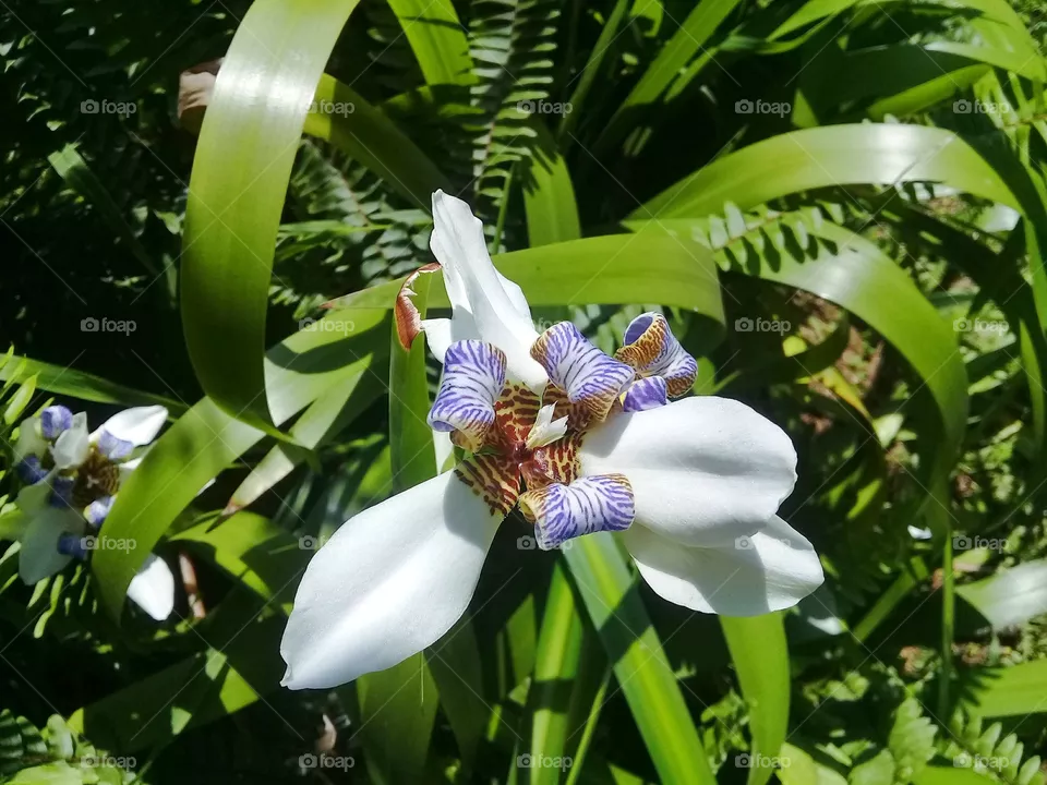 Flower Íris