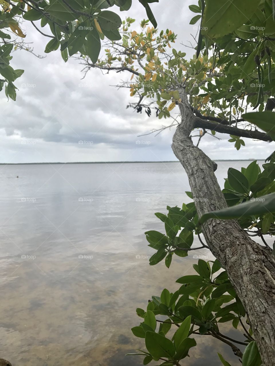 Mangrove view