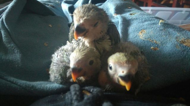 birds