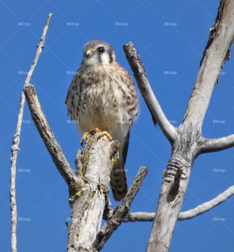 American kestrel