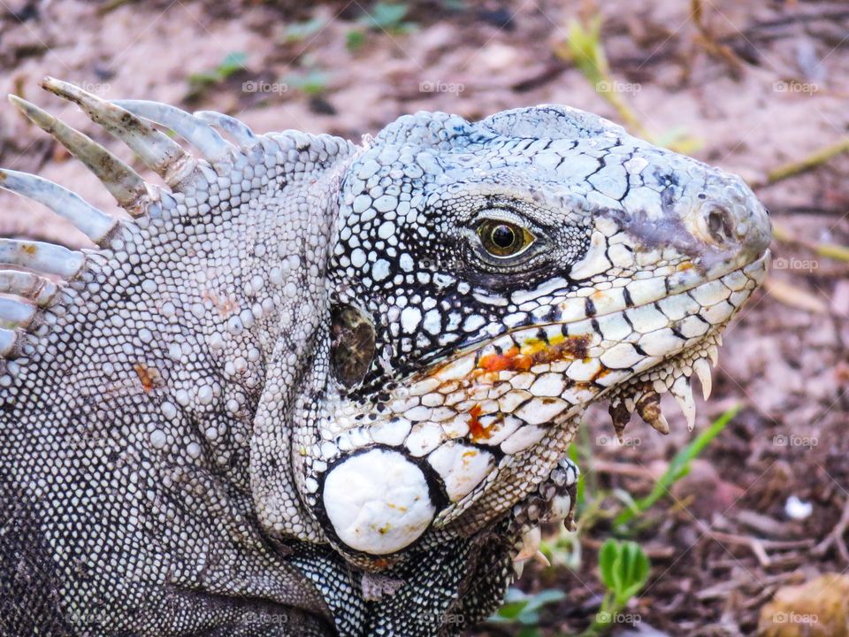 Close-up of Iguana