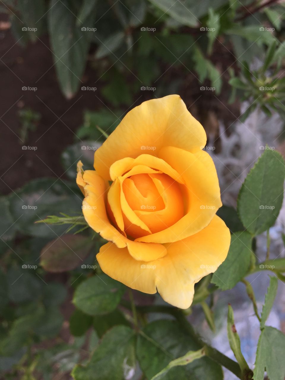 beautiful yellow roses
