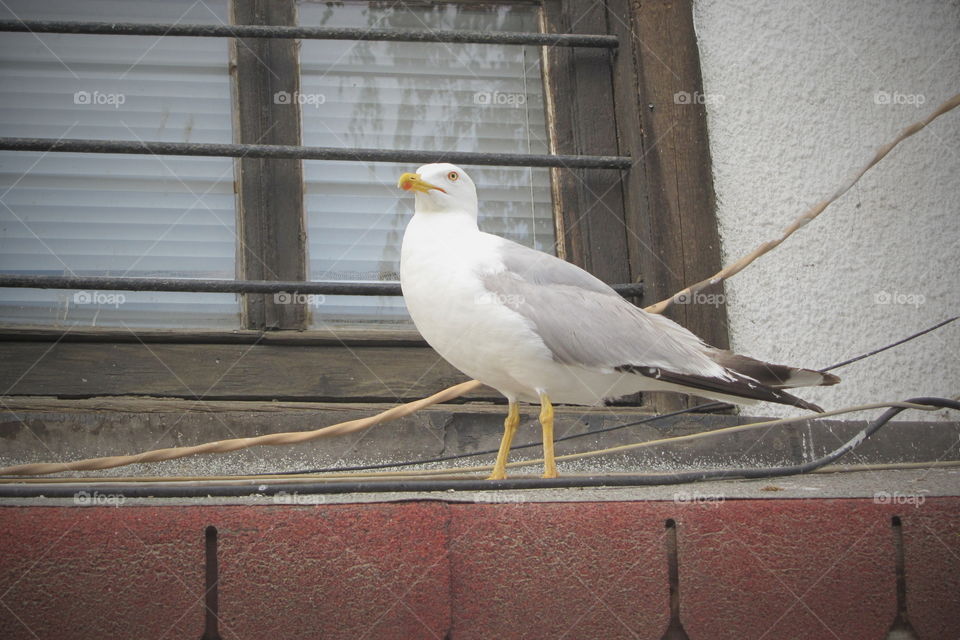 Seagull