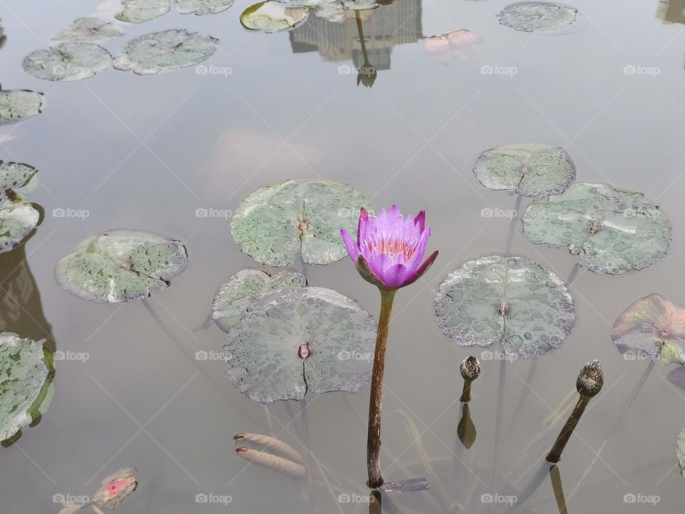 Lotus in the pond