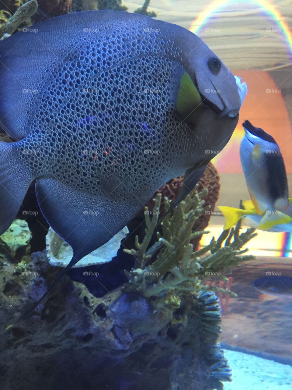 Fish in a aquarium