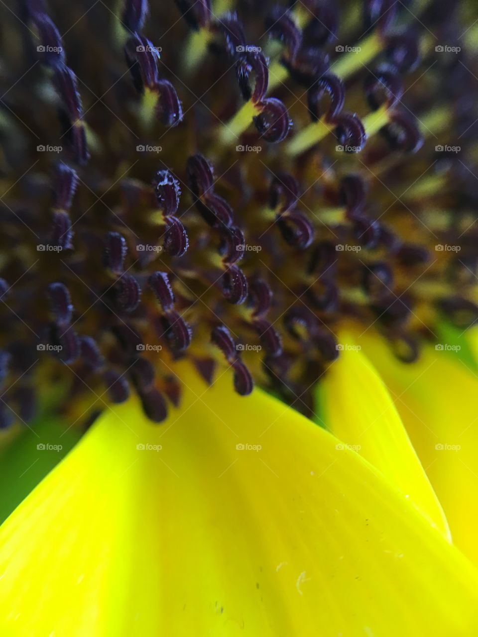 Sunflower in detail