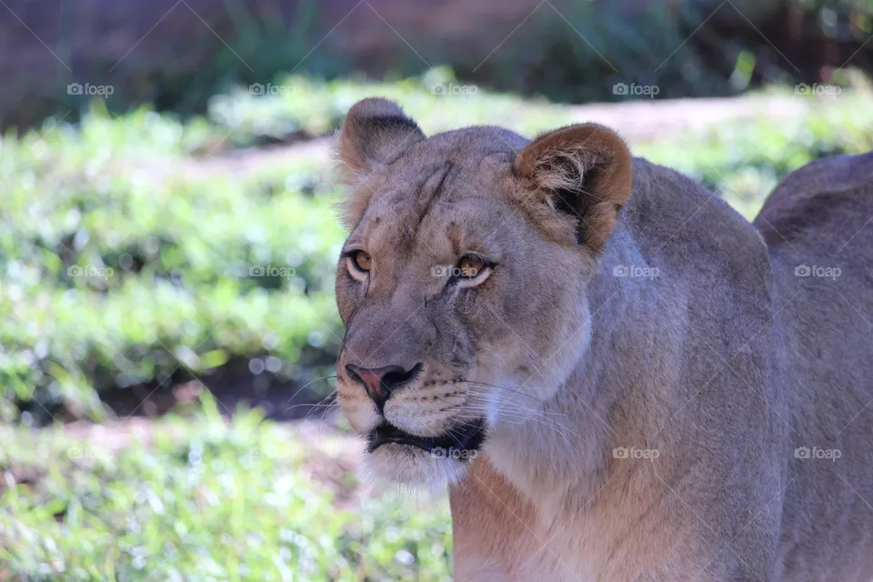 Lioness