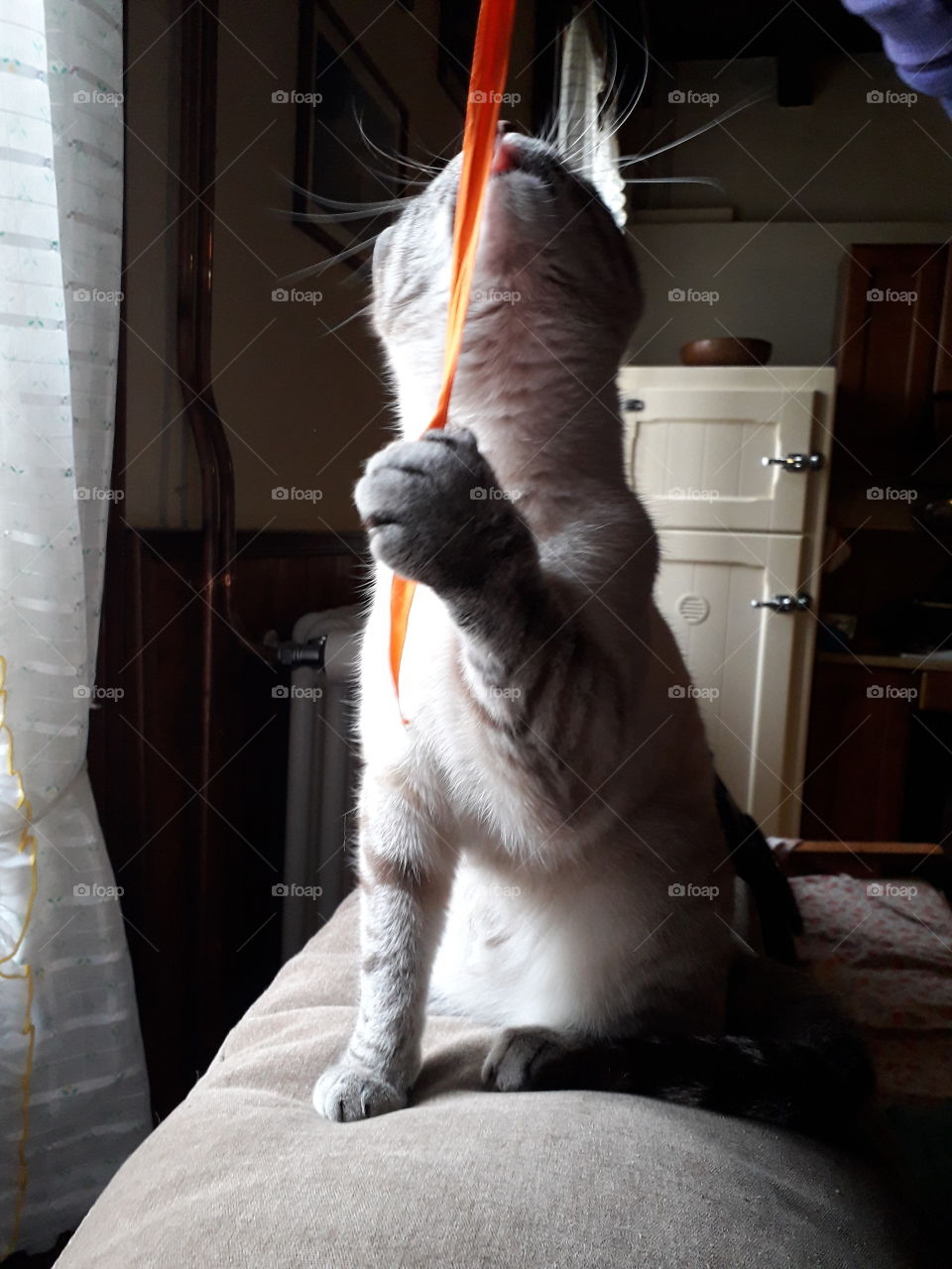 my cat playing with a ribbon