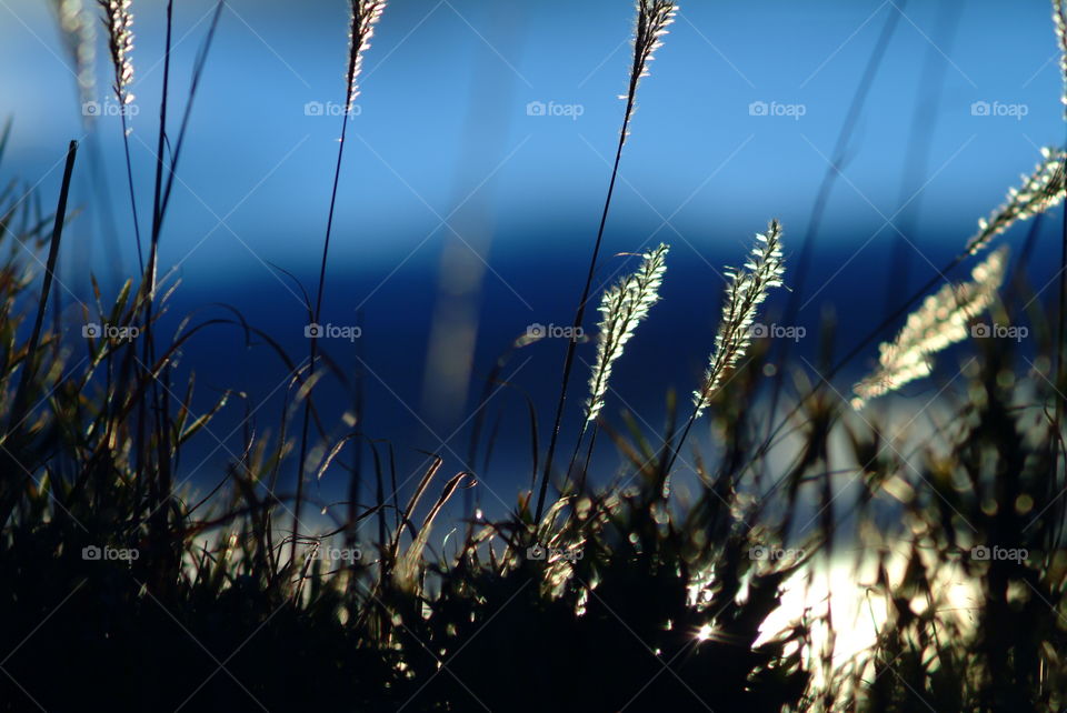 Morning sunlight on weed