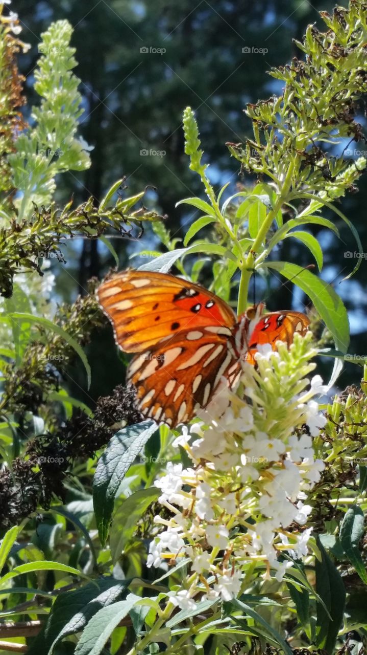 Butterfly Bush